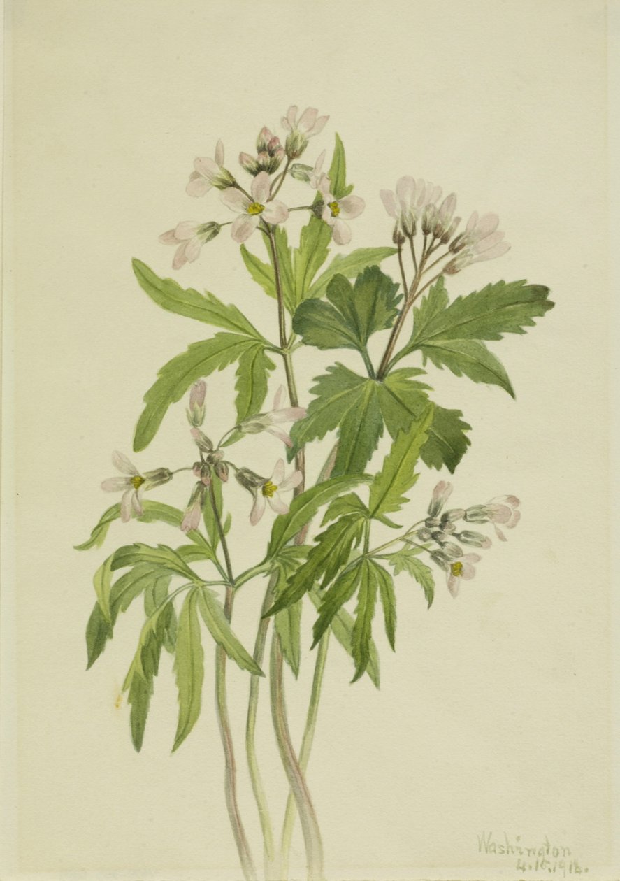 Dentaria laciniata (tandrot) av Mary Vaux Walcott