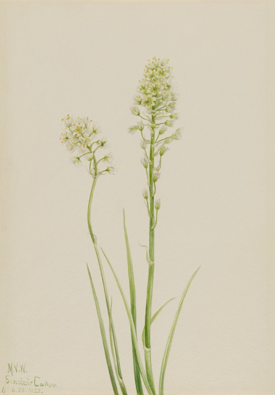 Dödskamander (Zygadenus venenosus) av Mary Vaux Walcott