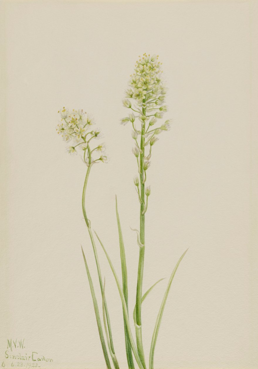 Död Camas Zygadenus venenosus, 1923. av Mary Vaux Walcott