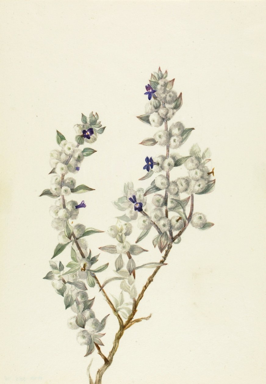 Salvia från Death Valley (Salvia funerea) av Mary Vaux Walcott