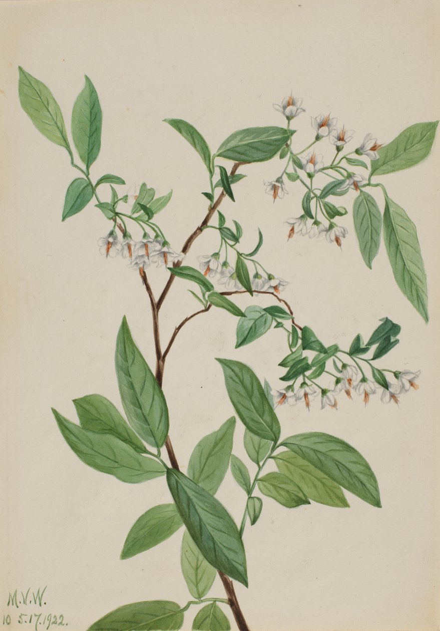 Hjortron (Polycodium stamineum) av Mary Vaux Walcott