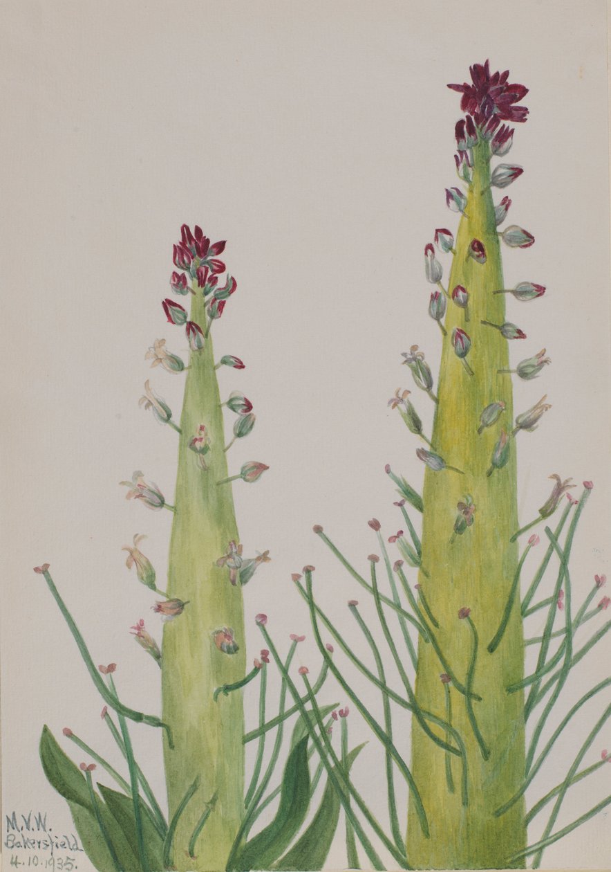 Ökenljus (Caulanthus inflatus) av Mary Vaux Walcott