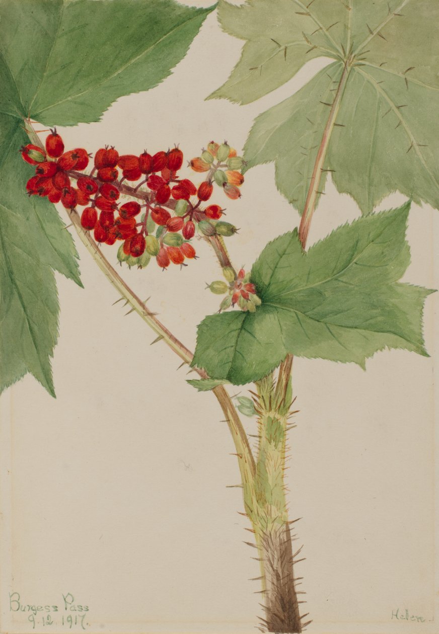 Djävulsklubba (Echinopanax horridum) av Mary Vaux Walcott