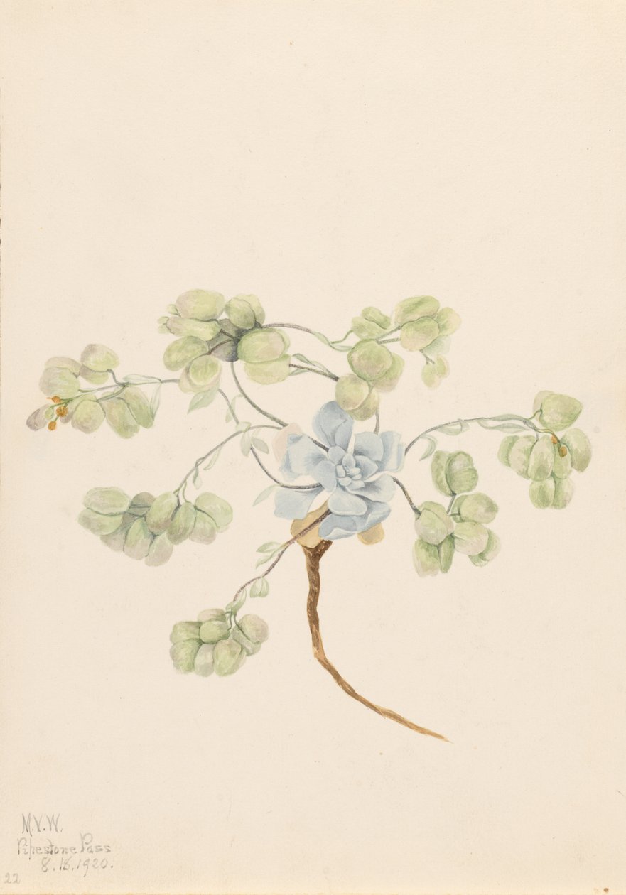 Dubbel blåstång (Physaria didymocarpa) av Mary Vaux Walcott
