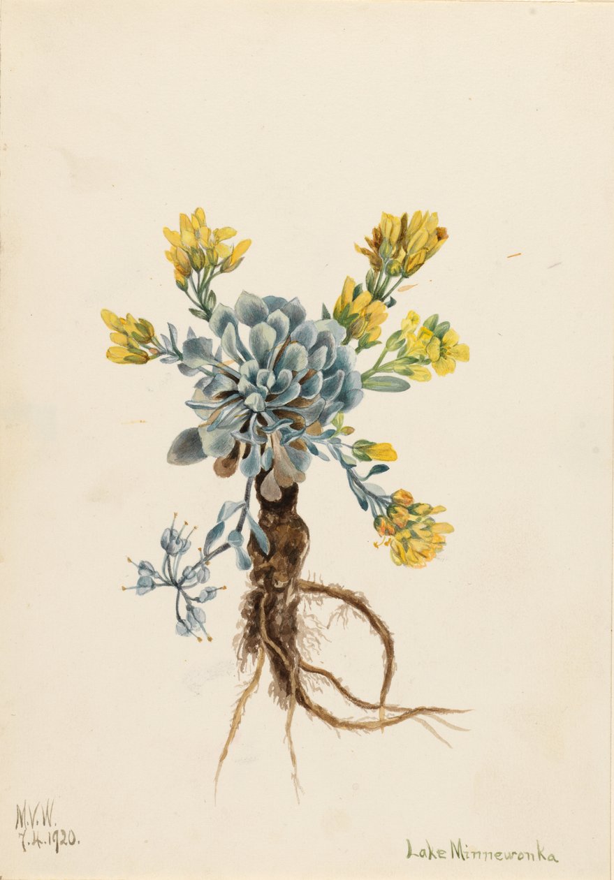 Dubbel blåstång (Physaria didymocarpa) av Mary Vaux Walcott