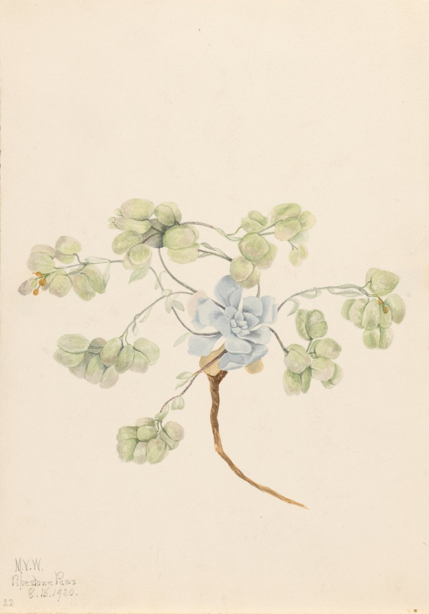 Dubbel blåspola Physaria didymocarpa, 1920. av Mary Vaux Walcott