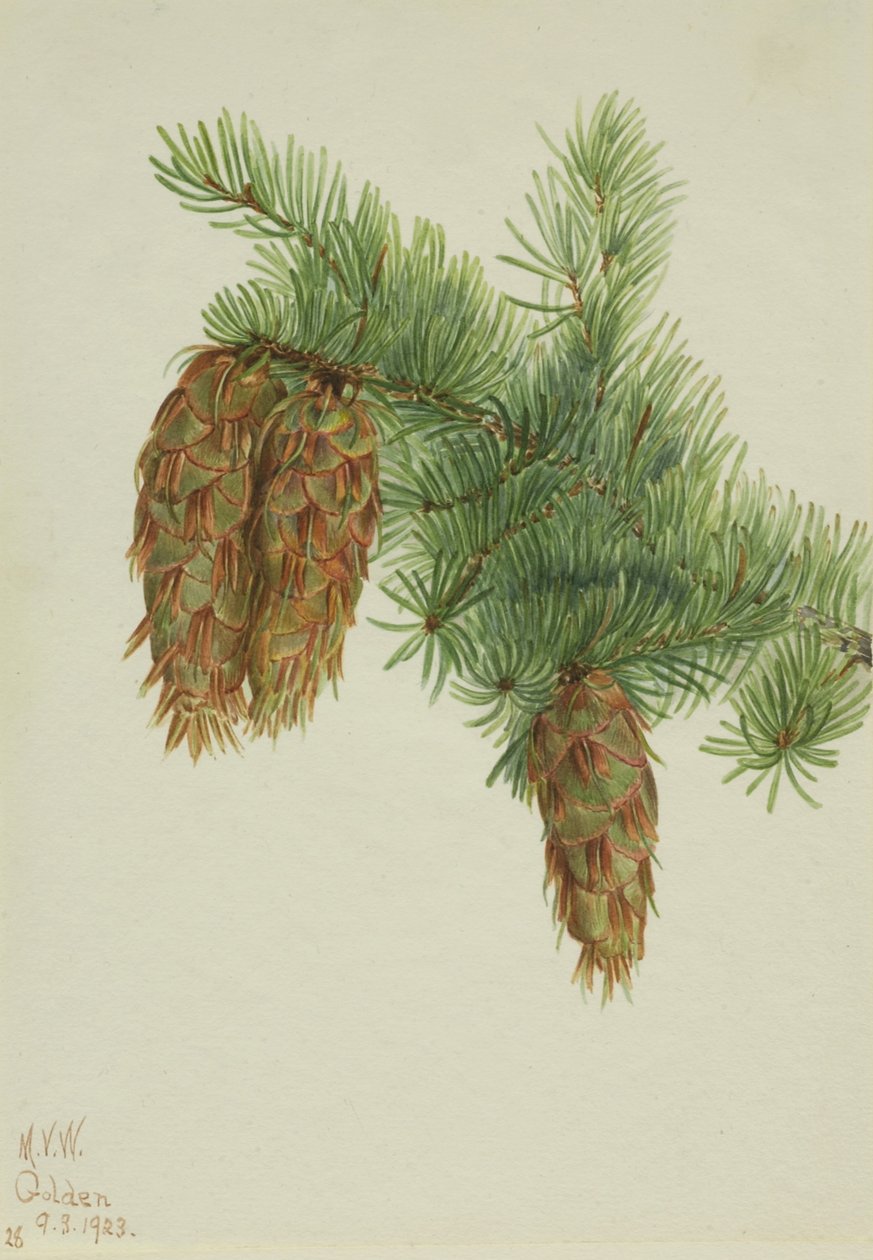 Douglasgran (Pseudotsuga mucronata) av Mary Vaux Walcott