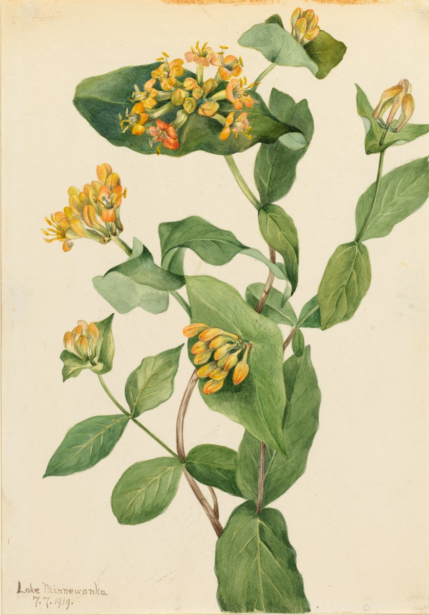 Douglas kaprifol (Lonicera glaucescens) av Mary Vaux Walcott
