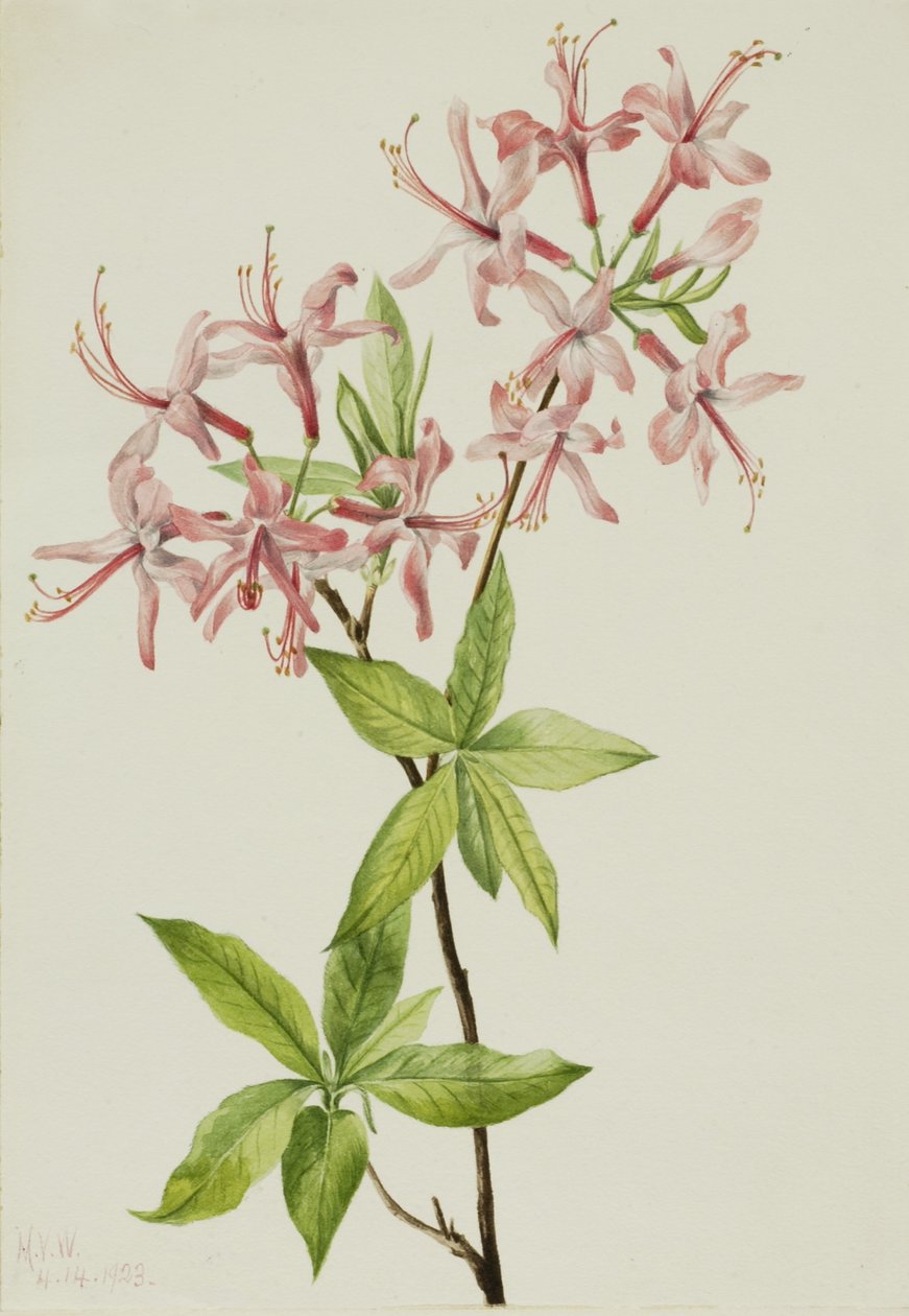 Blomning av dunig pinxter (Azalea rosea) av Mary Vaux Walcott