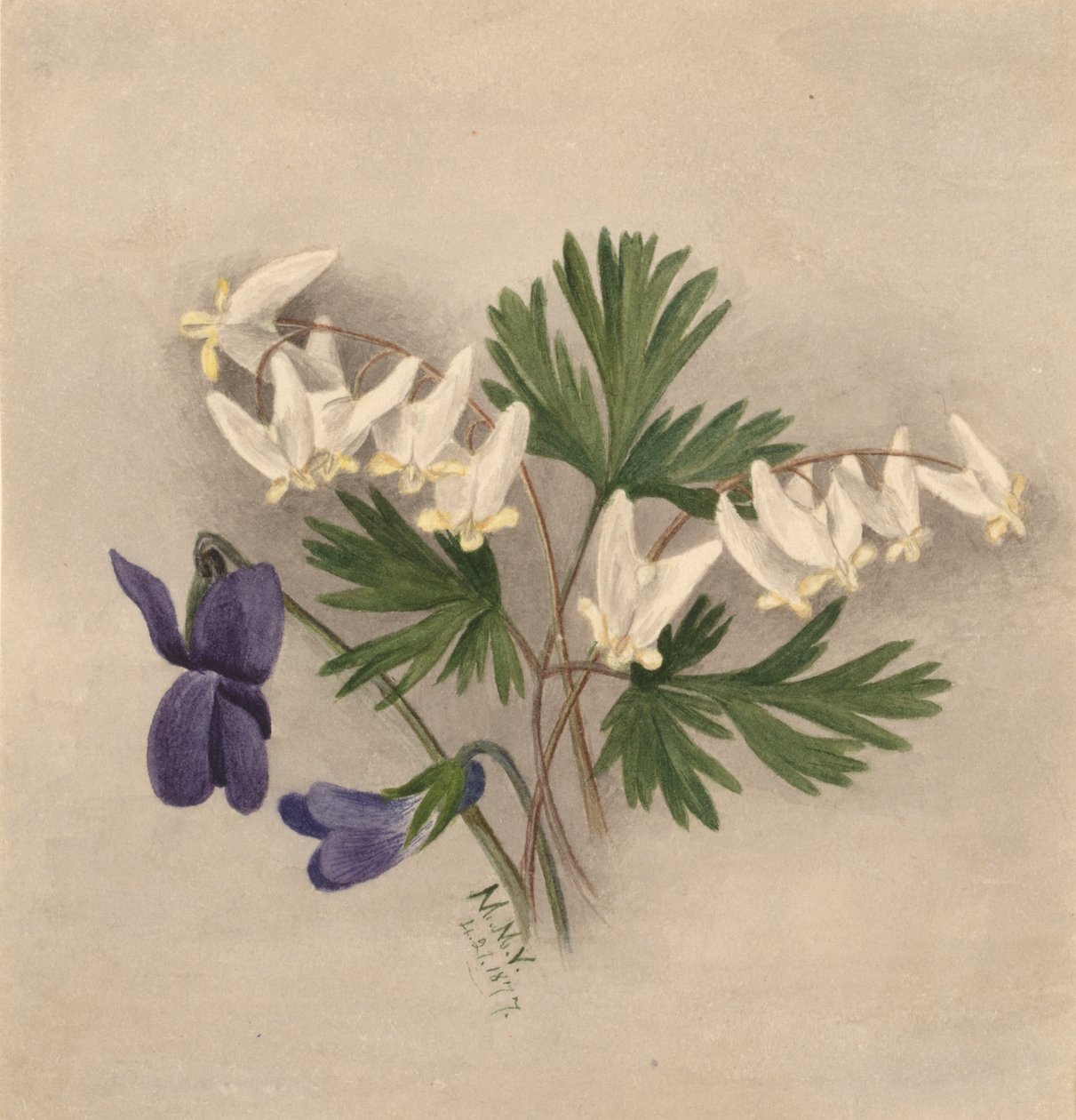 Holländarens ridbyxor Bikullaria, av Mary Vaux Walcott