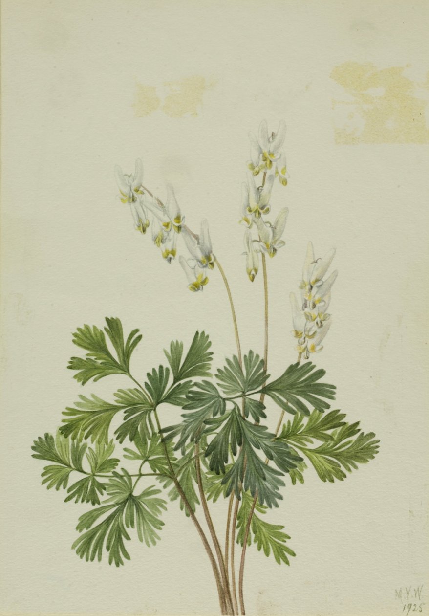 Holländsk brysselkål (Bikukulla cucullaria) av Mary Vaux Walcott