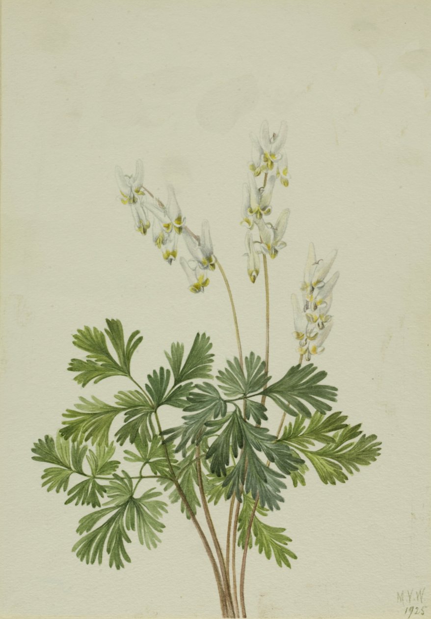 Holländarens byxor Bicullar, av Mary Vaux Walcott