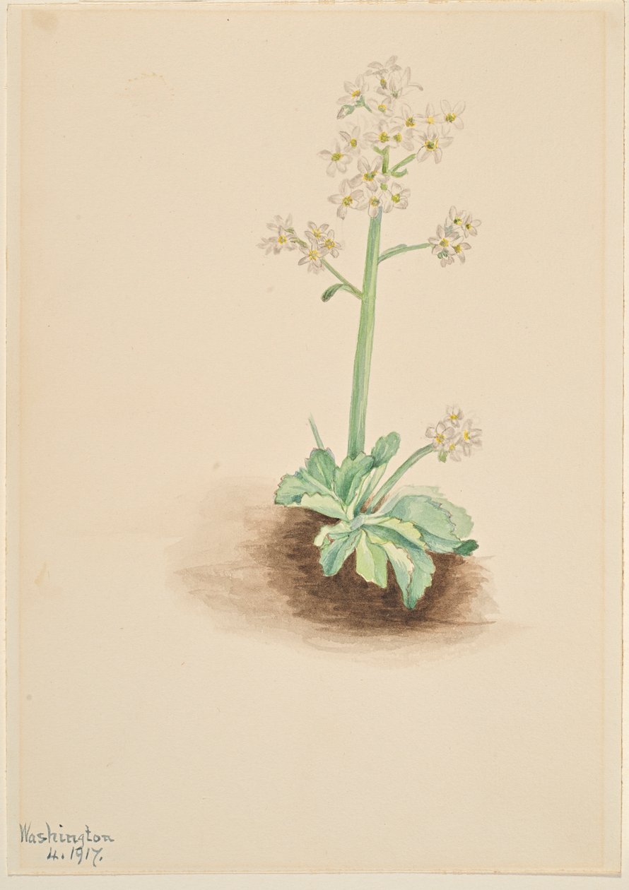 Tidig saxifrage (Saxifraga virginiensis) av Mary Vaux Walcott