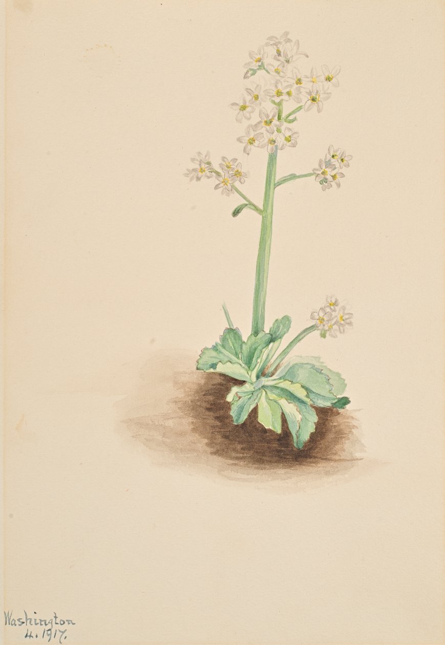 Tidig saxifrage Saxifraga virginiensis, 1917. av Mary Vaux Walcott