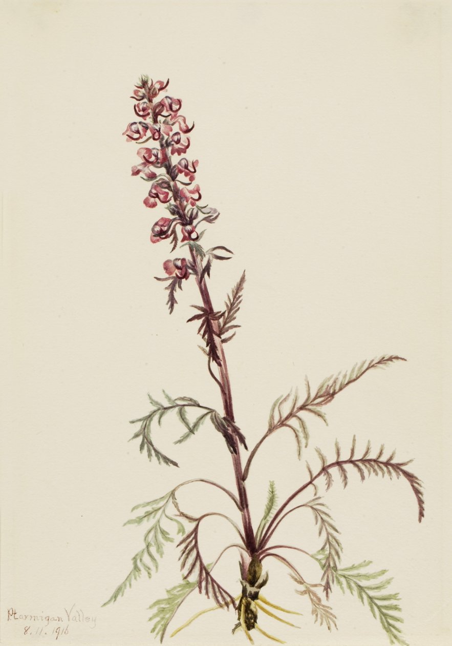 Elefanthuvud (Pedicularis groenlandica) av Mary Vaux Walcott