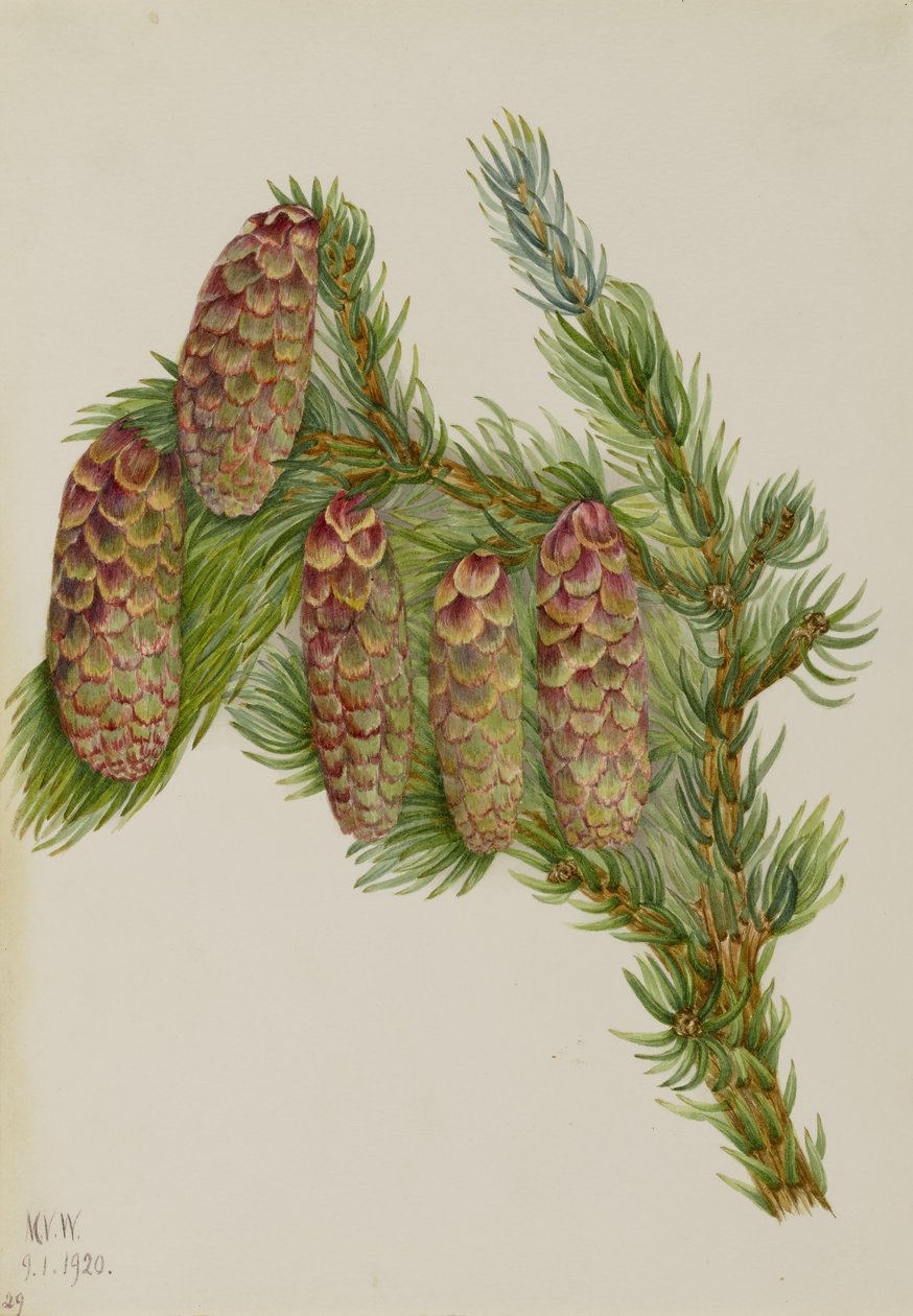 Engelmanngran (Picea engelmanni) av Mary Vaux Walcott