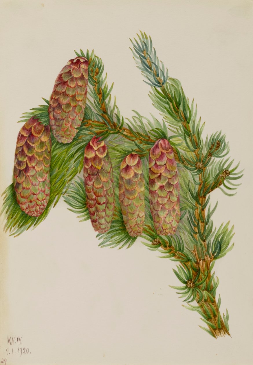 Engelmannsgran Picea engelmanni, 1920. av Mary Vaux Walcott