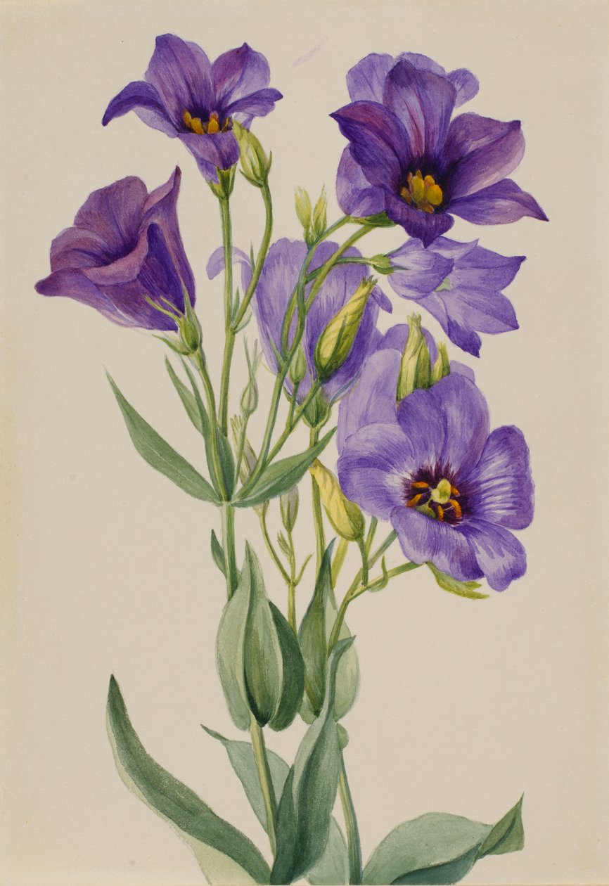 Eustoma russelianum av Mary Vaux Walcott