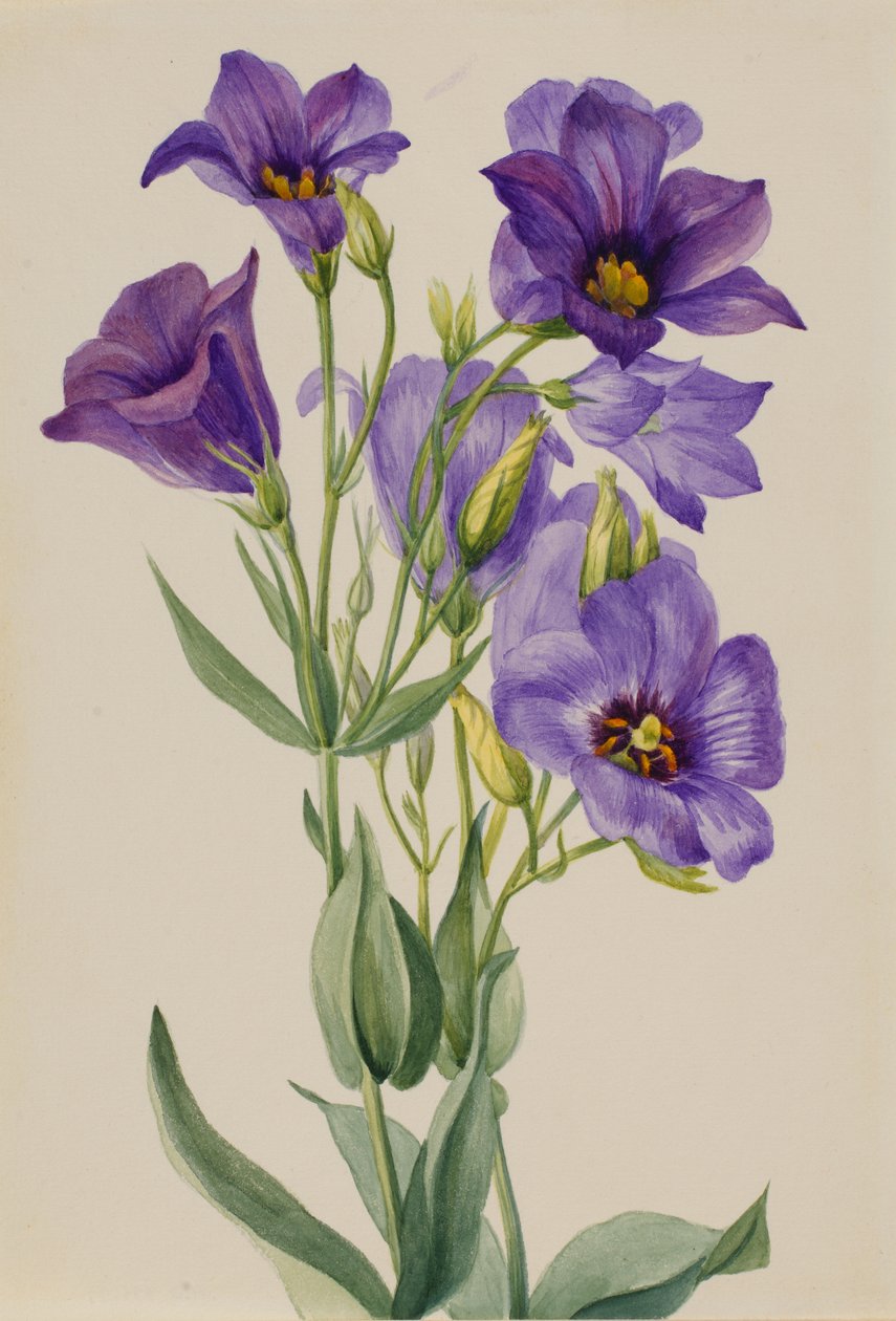 Eustoma russelianum, ca. tidigt 1930-tal. av Mary Vaux Walcott