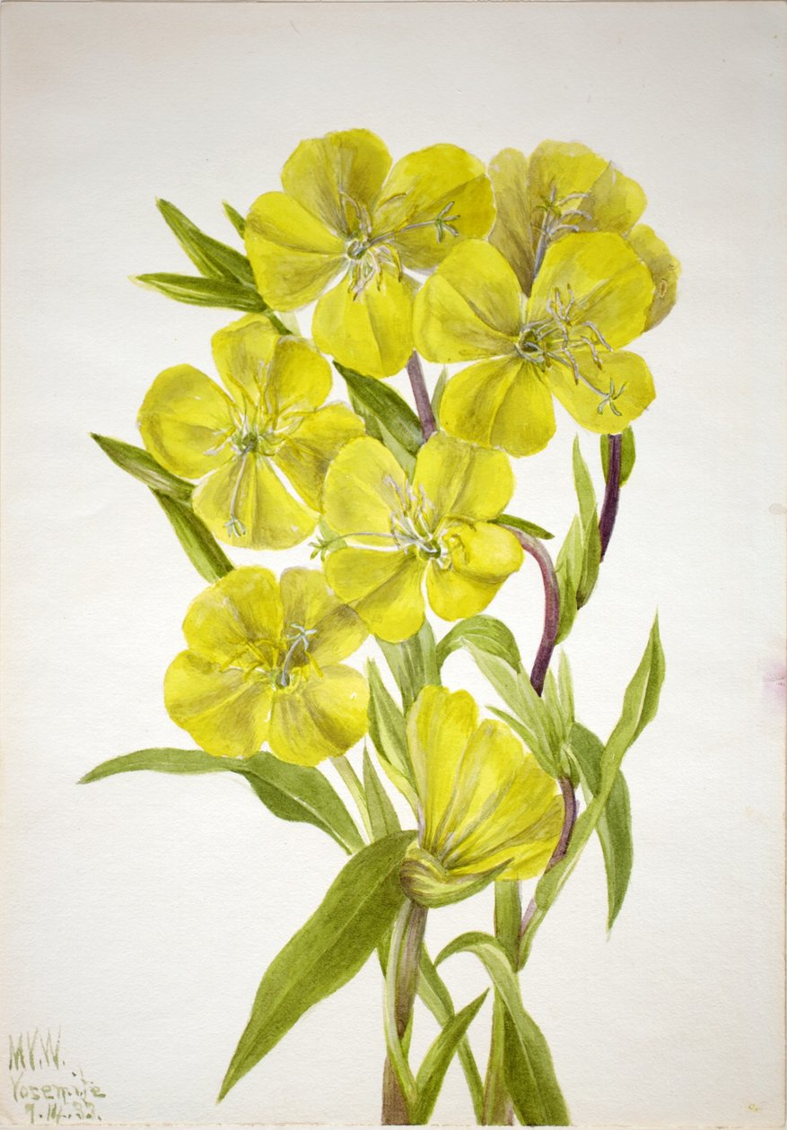 Nattljus (Oenothera) av Mary Vaux Walcott