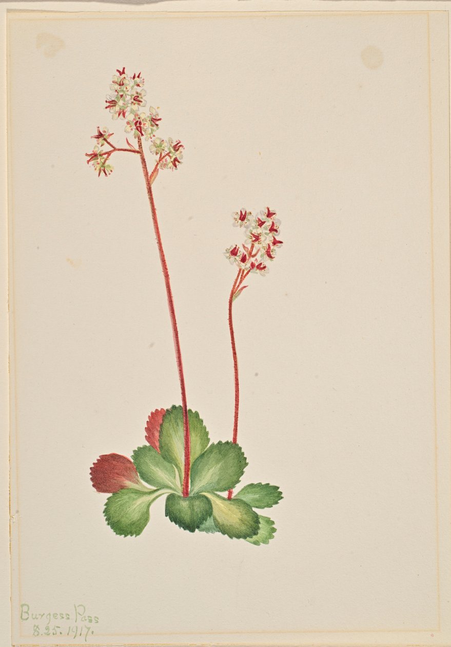 Evergreen Saxifrage (Leptarrhena pyrolifolia) av Mary Vaux Walcott