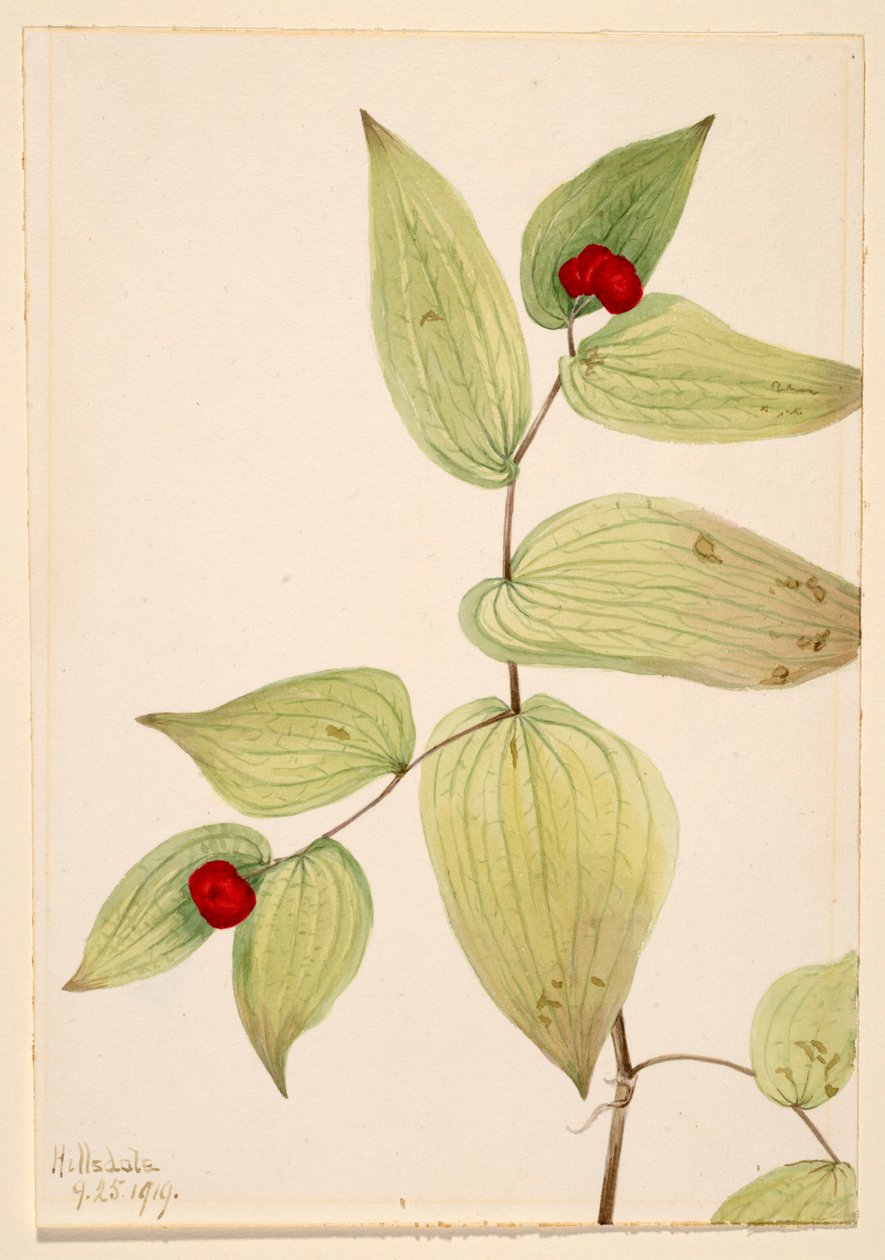 Älvklockor (Disporum trachycarpum) av Mary Vaux Walcott