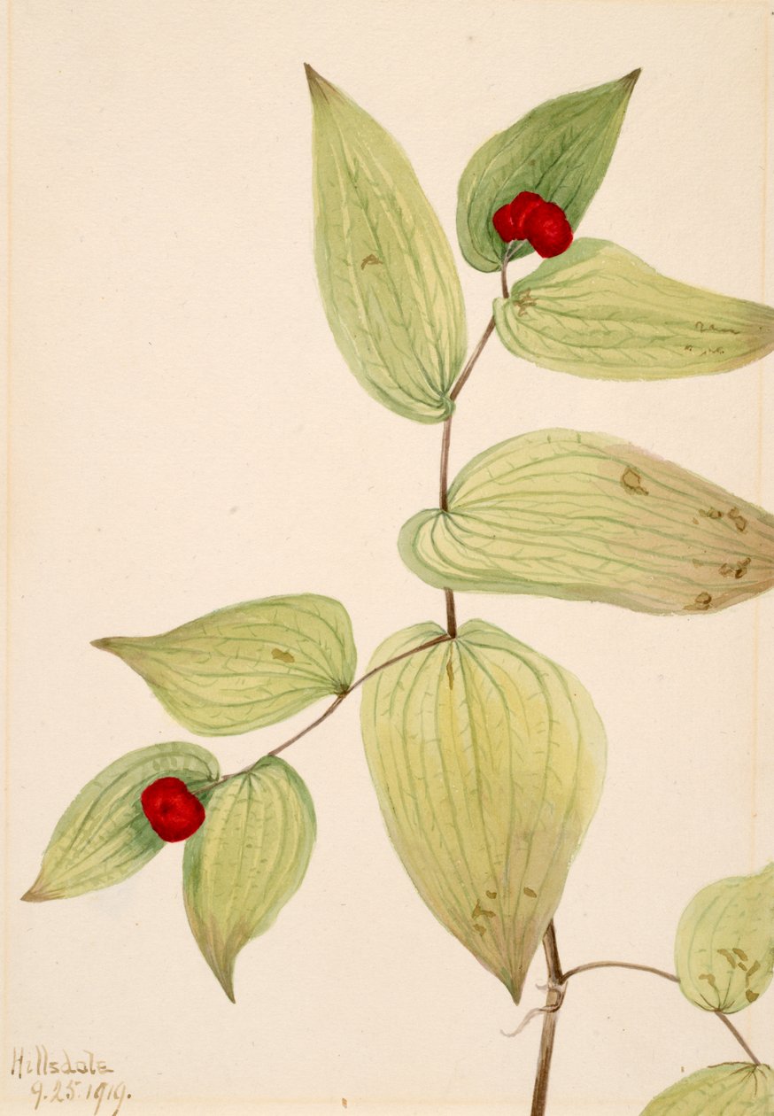 Fairy-Bells Disporum trachycarpum, 1919. av Mary Vaux Walcott