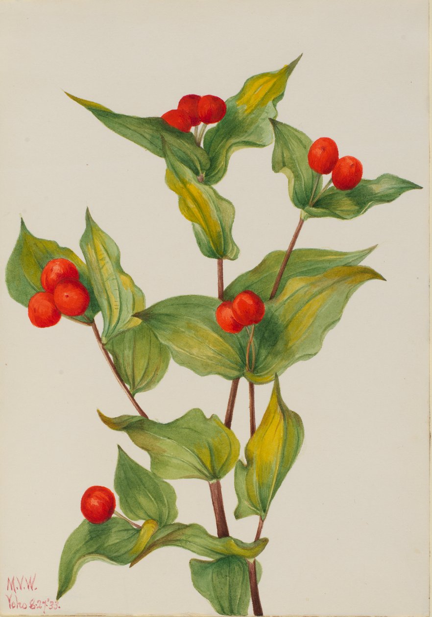 Älvklockor (Disporum hookeri) av Mary Vaux Walcott