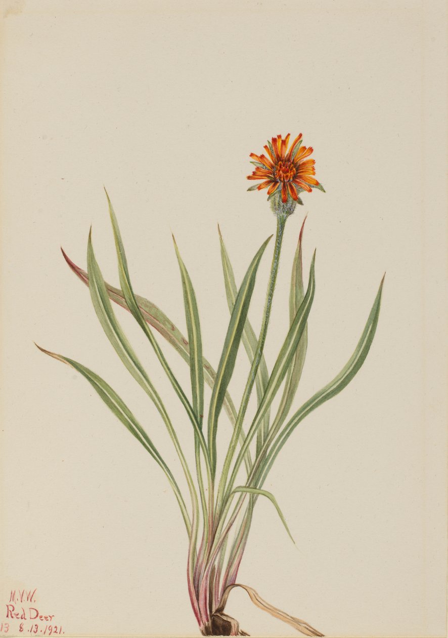 Falsk maskros (Agoseris aurantiaca) av Mary Vaux Walcott