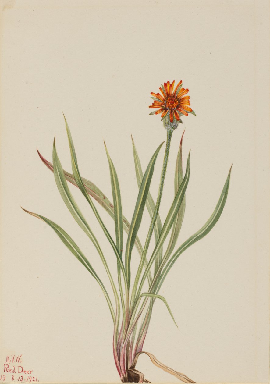Falsk maskros Agoseris aurantiaca, 1921. av Mary Vaux Walcott