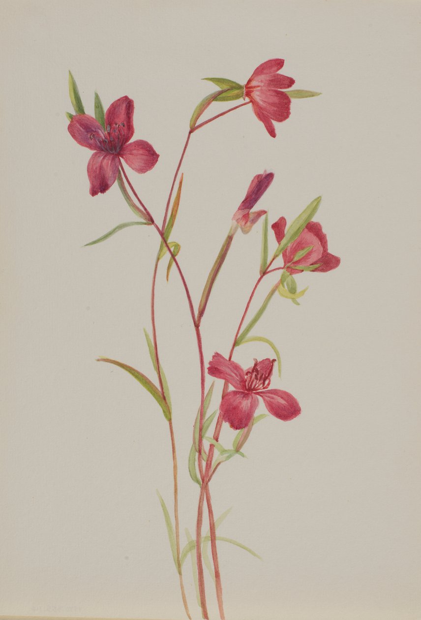 Farväl till våren Godetia amoena lilja, ca. 1930-talet. av Mary Vaux Walcott