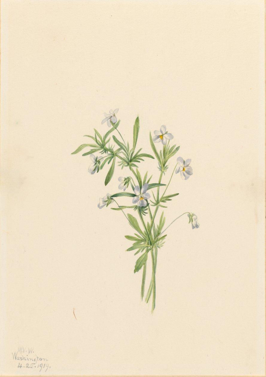 Fältviol (Viola rafinesquii) av Mary Vaux Walcott