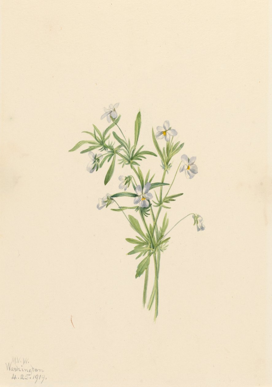 Fältviol Viola rafinesquii, 1919. av Mary Vaux Walcott