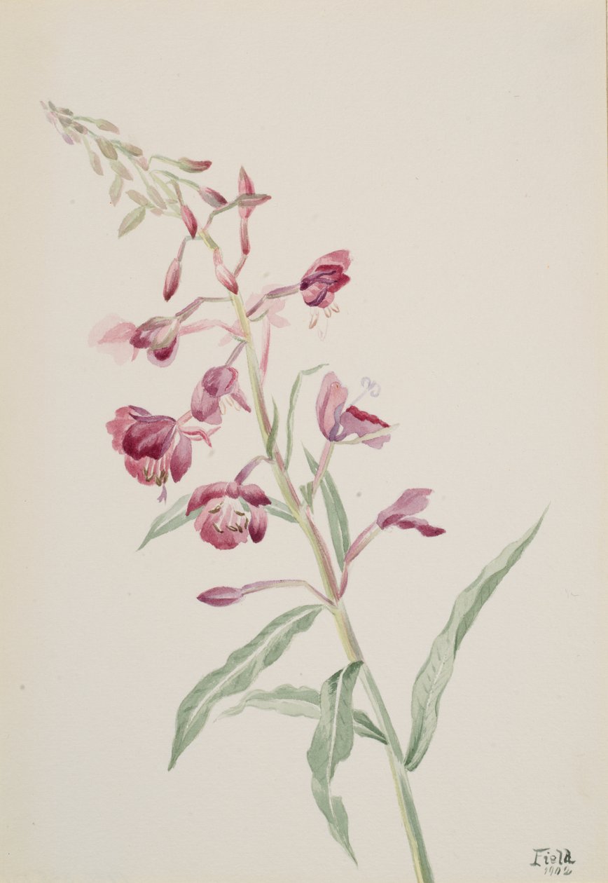 Eldgräs Epilobium angustifolium, 1902. av Mary Vaux Walcott