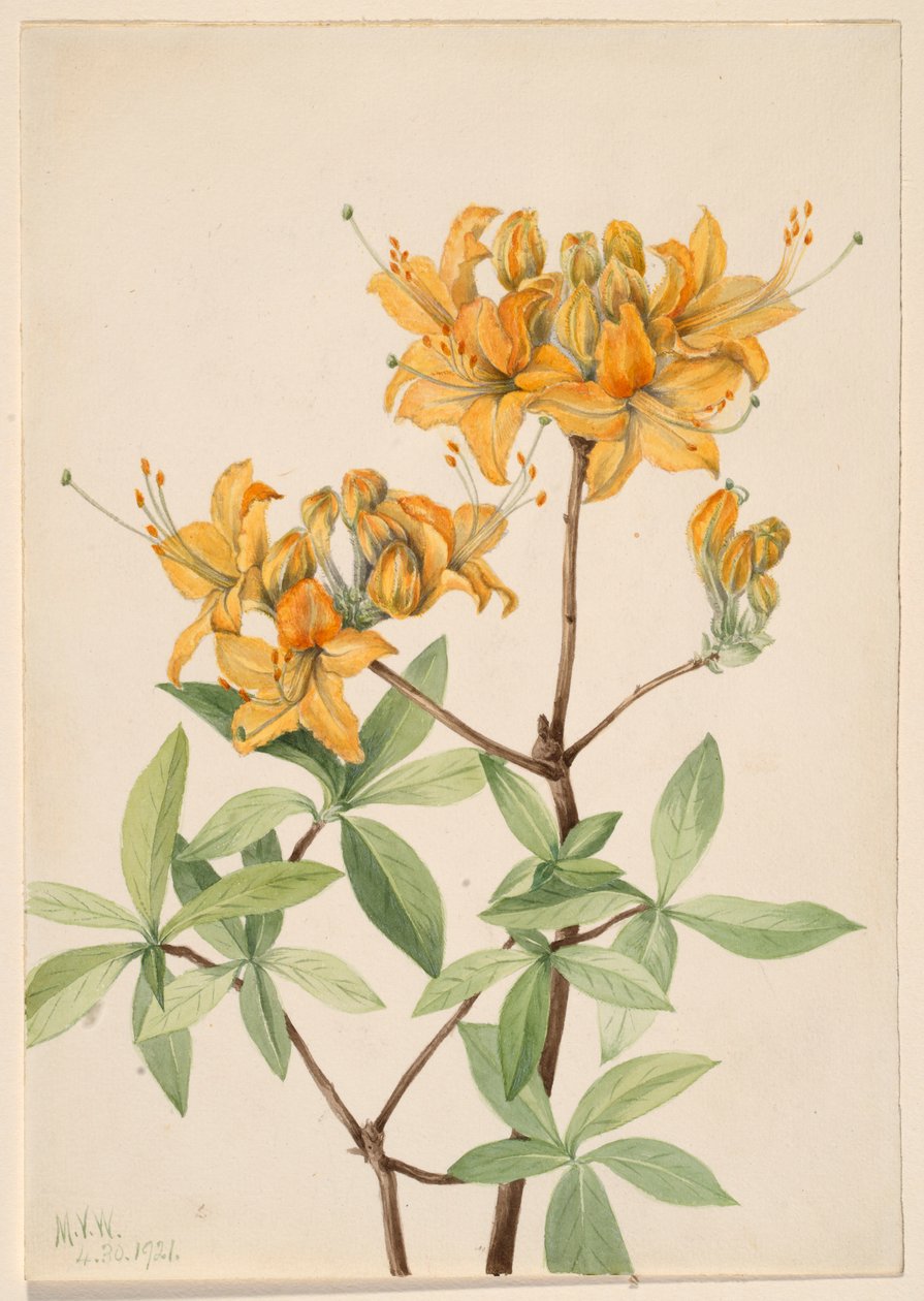 Flammaazalea (Azalea lutea) av Mary Vaux Walcott