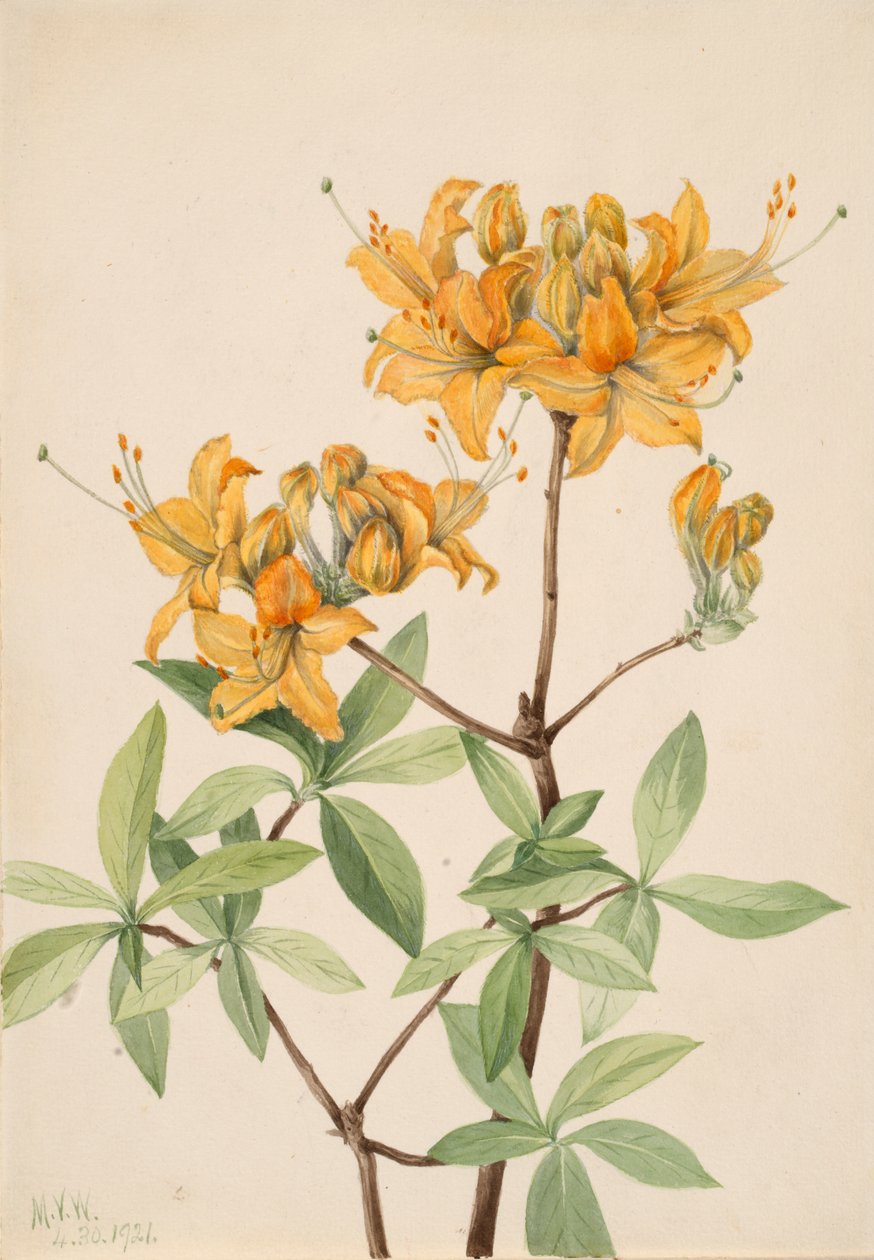 Flame Azalea Azalea lutea, 1921. av Mary Vaux Walcott