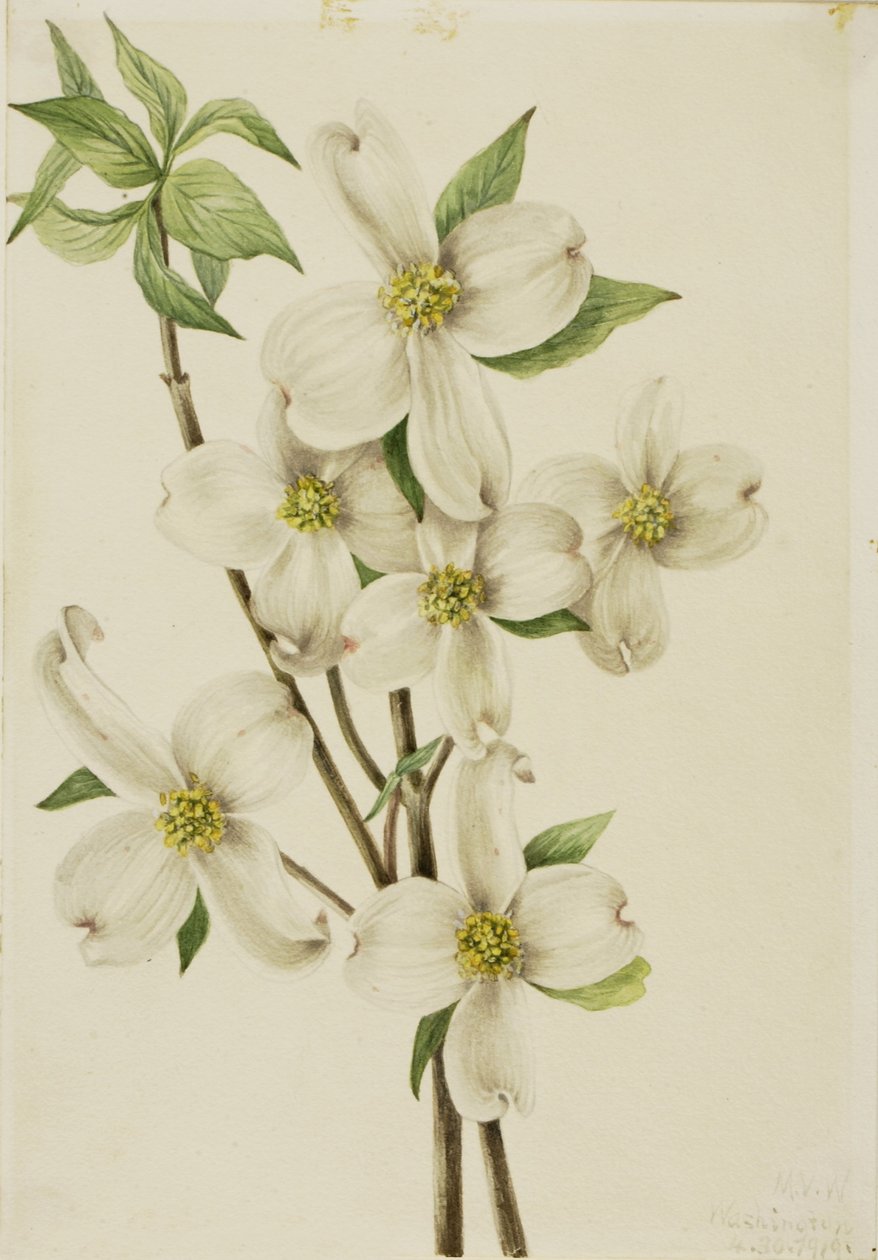 Blommande kornell (Cornus florida) av Mary Vaux Walcott