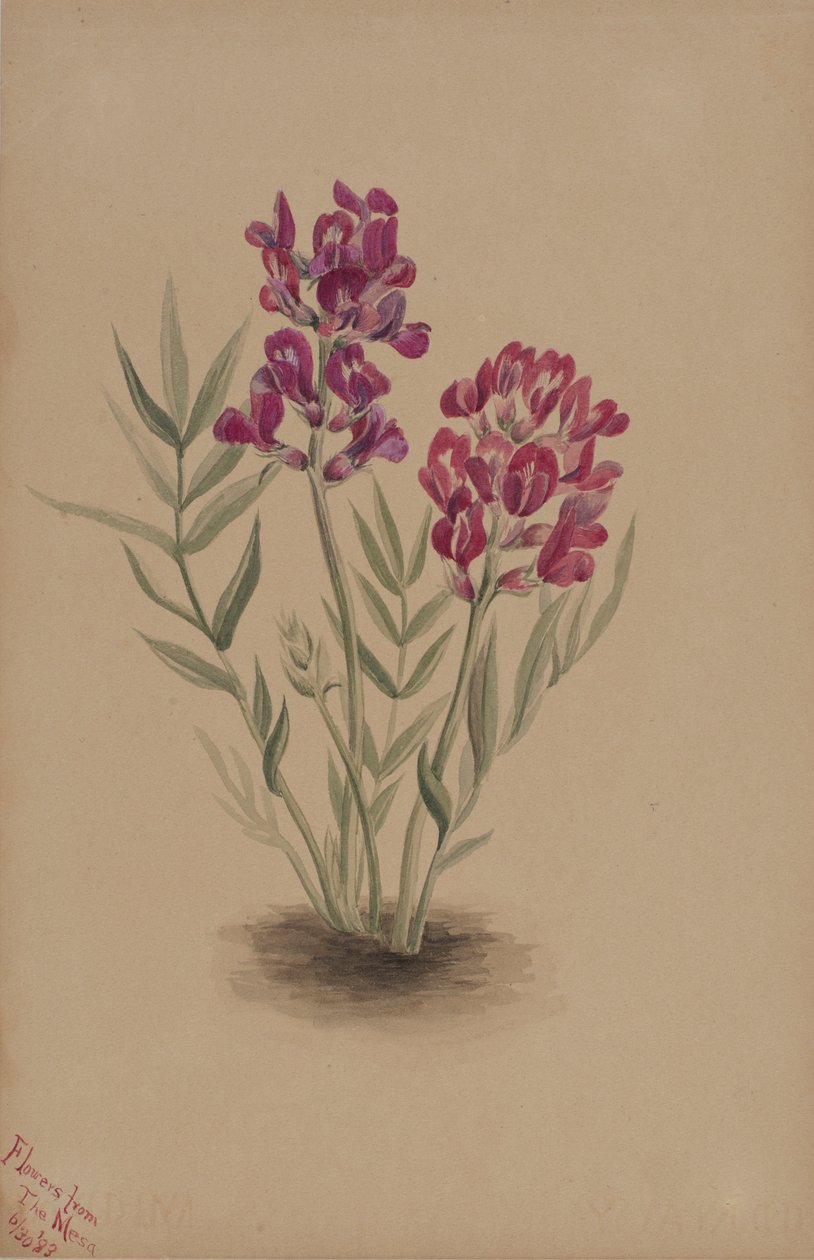 Blommor från Mesa av Mary Vaux Walcott