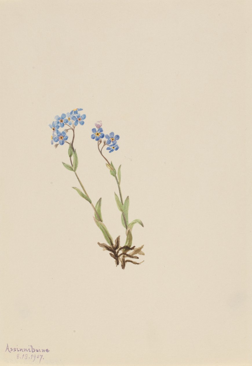 Förgätmigej Myosotis alpestris, 1907. av Mary Vaux Walcott