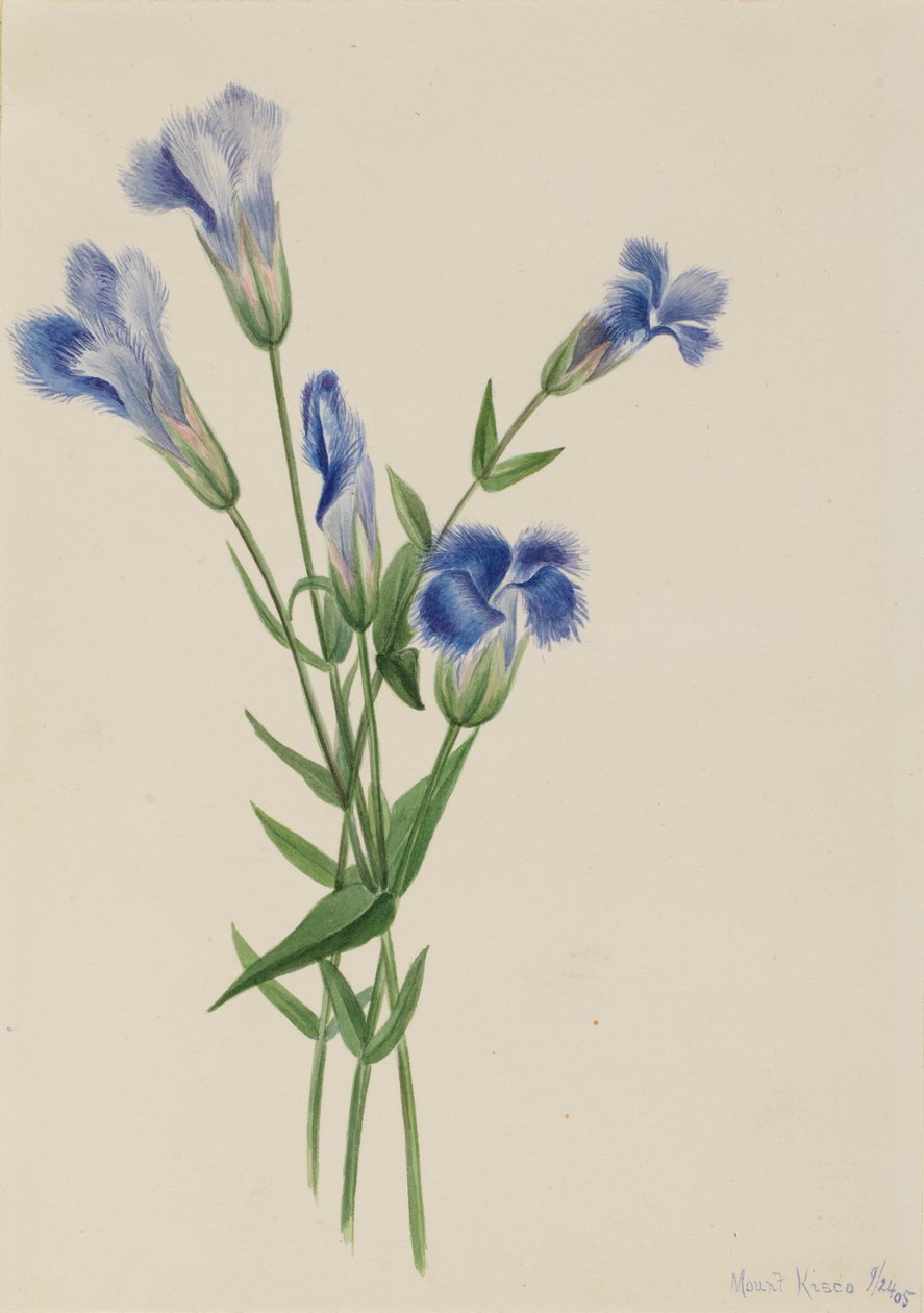 Fringad gentiana (Gentiana crinita) av Mary Vaux Walcott