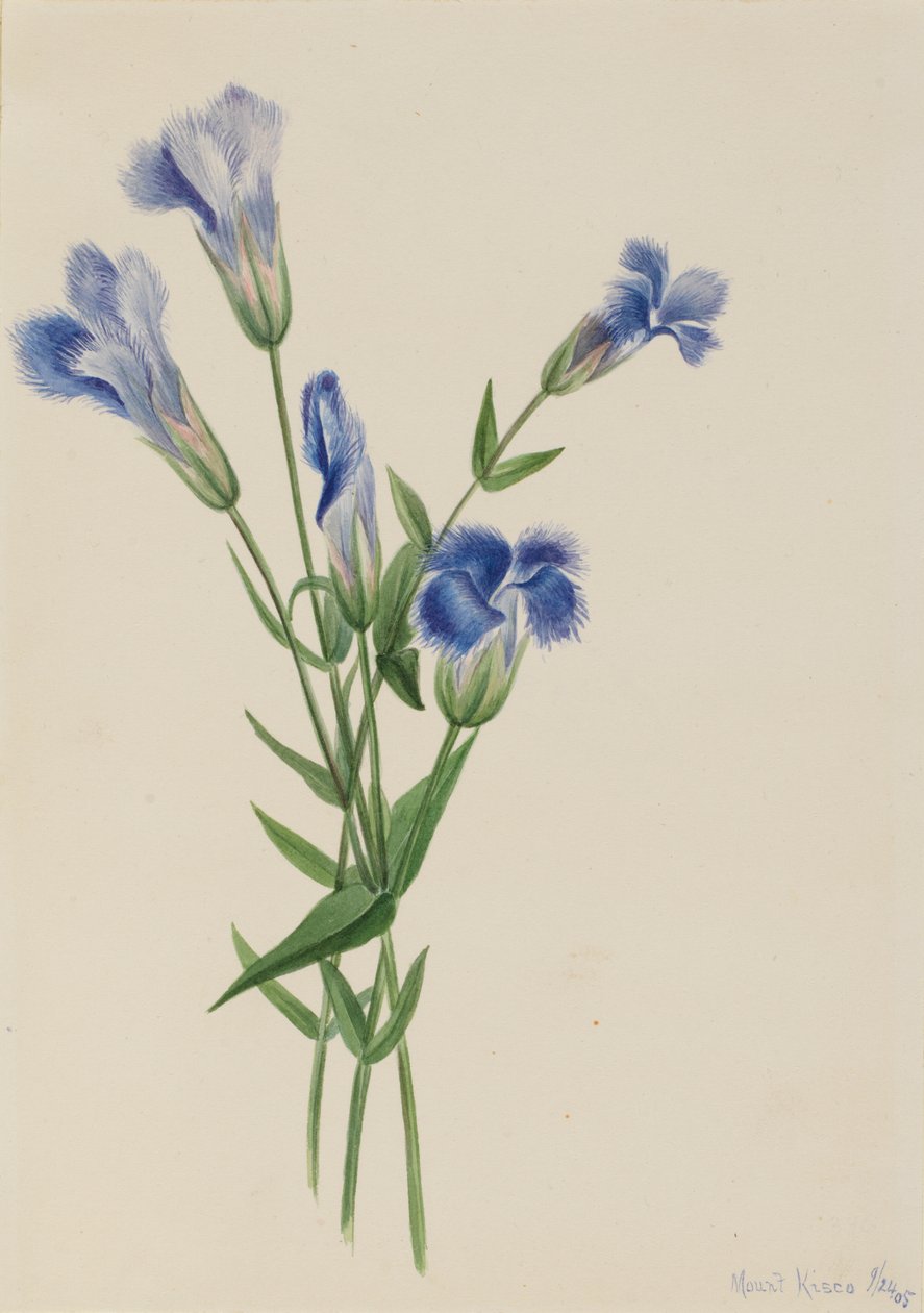 Fringed Gentiana Gentiana crinita, 1905. av Mary Vaux Walcott