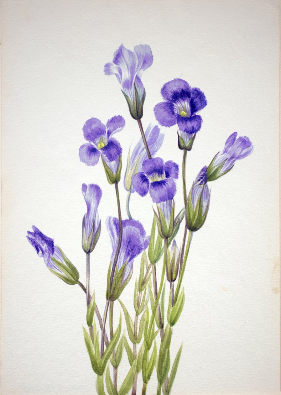 Fringed Gentiana Gentiana elegana, 1933. av Mary Vaux Walcott