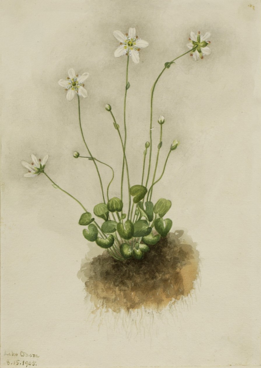 Parnassia med fransar (Parnassia fimbriata) av Mary Vaux Walcott