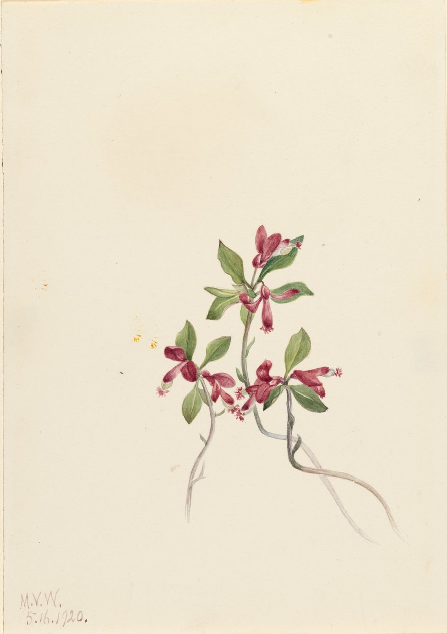 Fringed Polygala Polygala paucifolia, 1920. av Mary Vaux Walcott