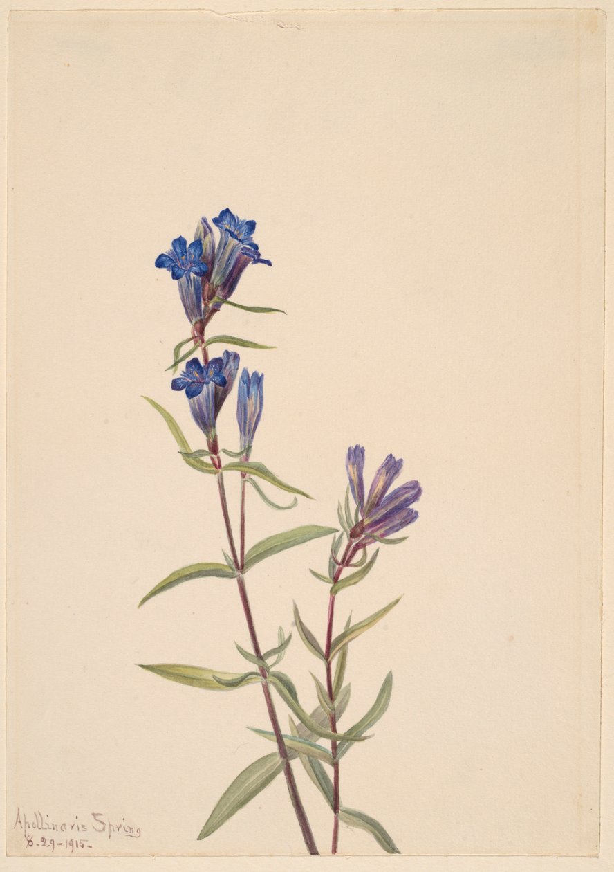 Gentiana (Gentiana affinis) av Mary Vaux Walcott