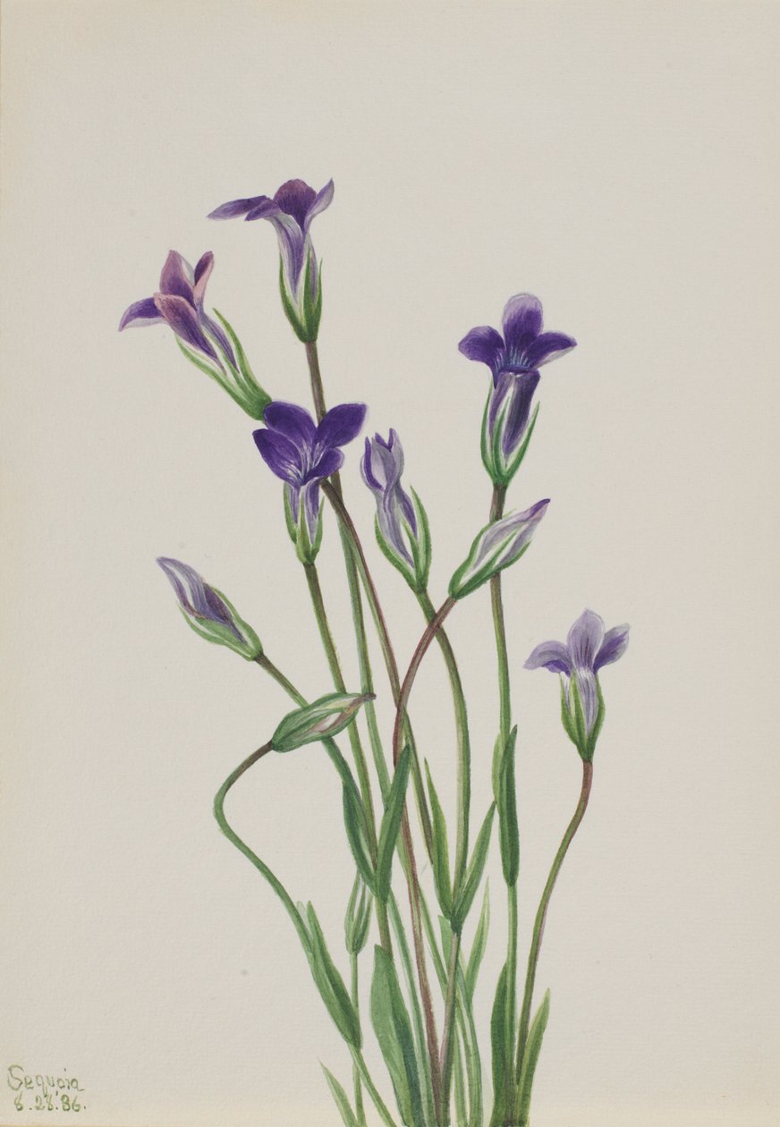 Gentiana (Gentiana holopetala) av Mary Vaux Walcott