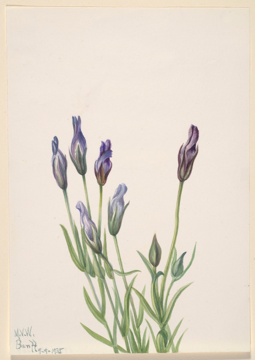 Gentiana (Gentiana macounii) av Mary Vaux Walcott