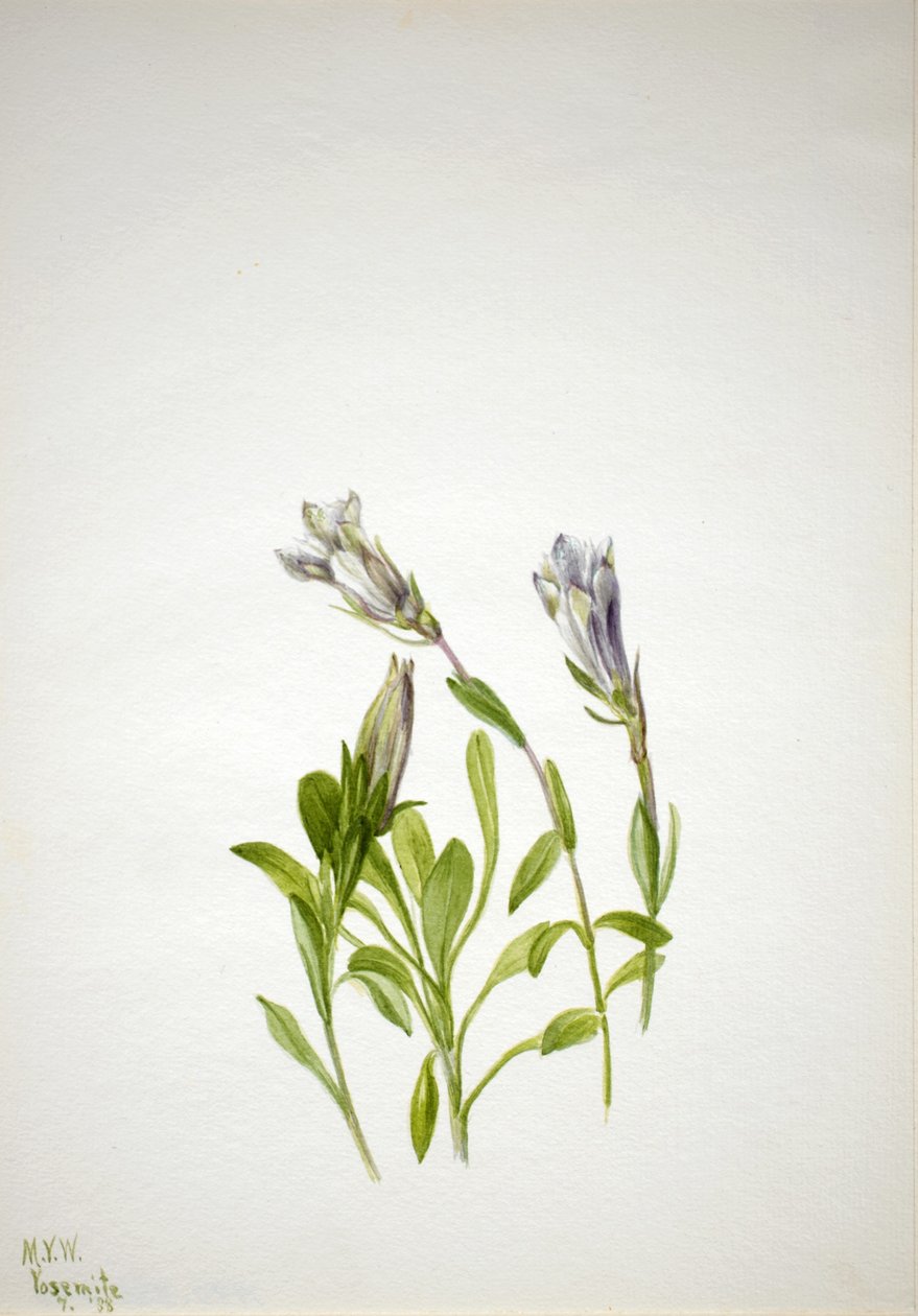Gentiana (Gentiana newberri) av Mary Vaux Walcott