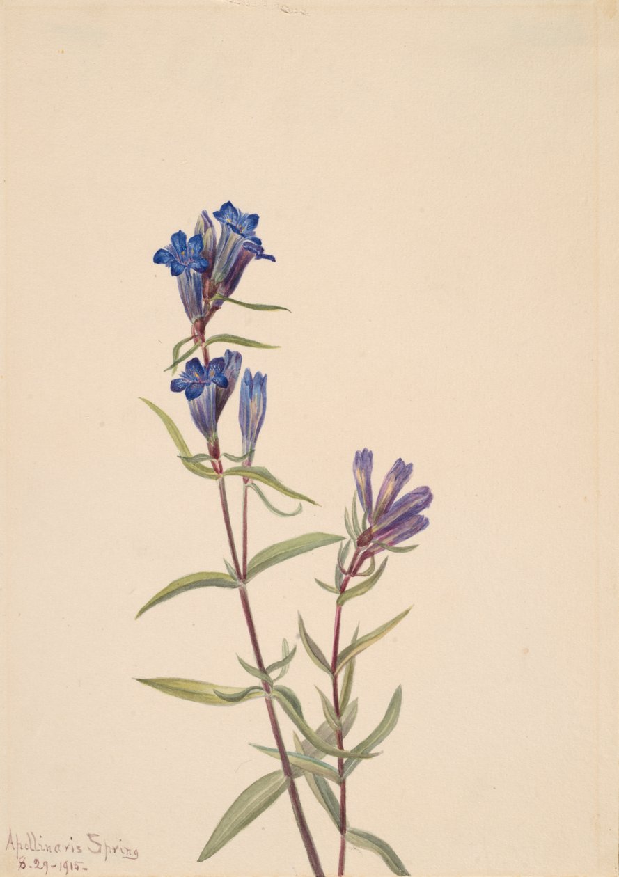 Gentiana Gentiana affinis, 1915. av Mary Vaux Walcott