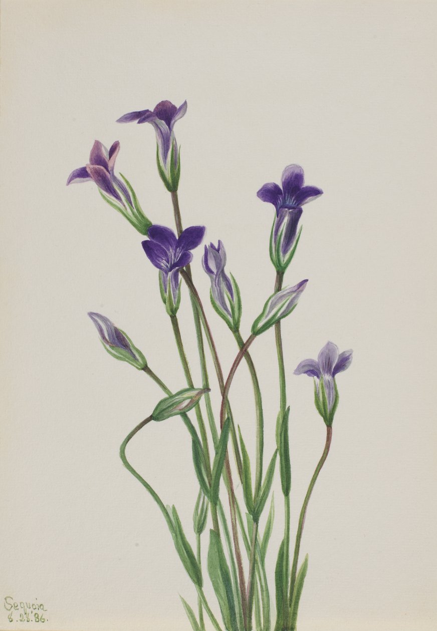 Gentiana Gentiana holopetala, 1936. av Mary Vaux Walcott